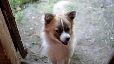 Kapının eşiğindeki köpek yukarı bakıyor ve kuyruğunu sallıyor.