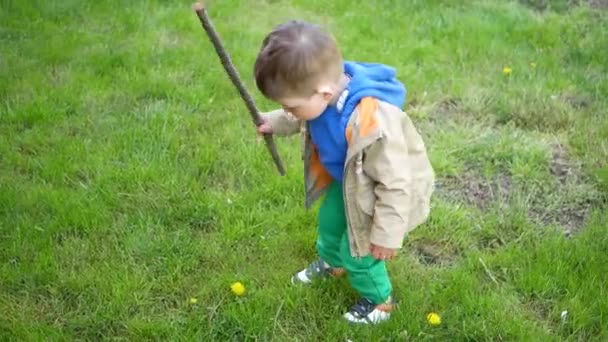 A small child with a stick, knocking a flower. children and sticks. — Wideo stockowe