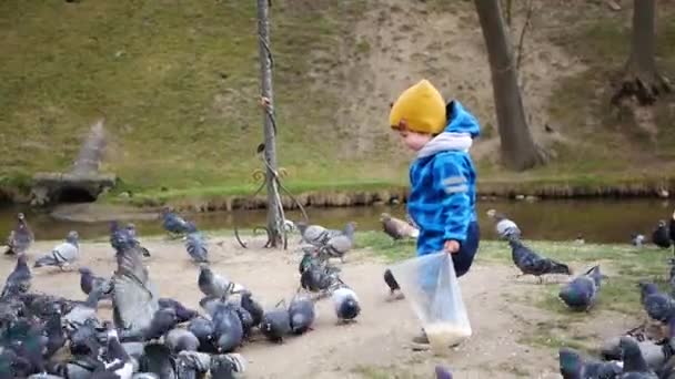 Pequeño niño alimentando palomas en el Parque — Vídeos de Stock