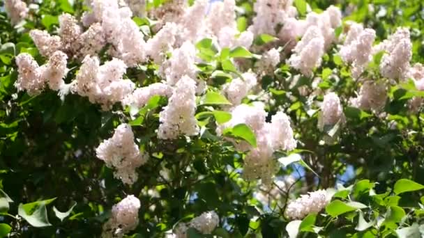 Grand lilas blanc Bush. se lève au ciel sous les rayons du soleil — Video
