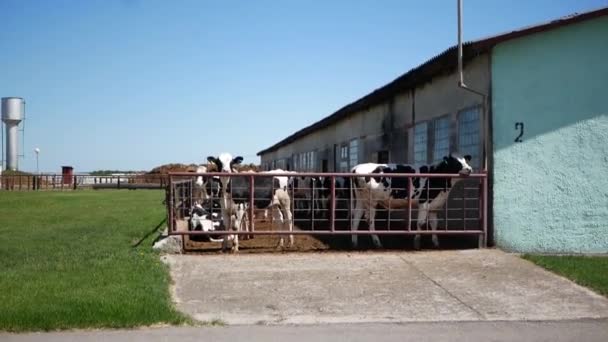 Vacas detrás de una cerca en una granja. Ganadería. — Vídeos de Stock
