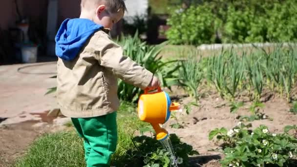 Il bambino versa da annaffiamento può una fragola giovane — Video Stock