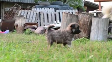 Küçük siyah köpek çimlerde yürüyor. Yavru köpek yürüyüşü...