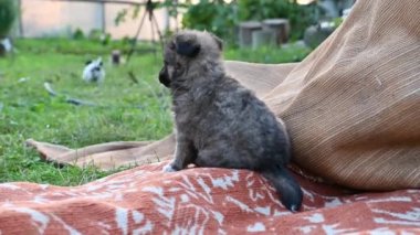 Küçük siyah köpek çimlerde yürüyor. Yavru köpek yürüyüşü...