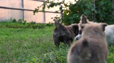 Köpek bir köpek yavrusuyla bir kemik kemirir. Yavru köpek annesinin yemek yemesini izliyor.