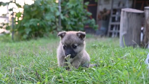 Beige little puppy walks on the grass. Puppy walk. — Wideo stockowe