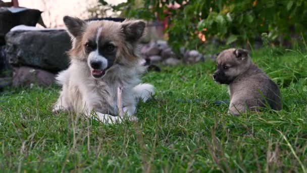 Hond bijt een bot met een puppy. De puppy kijkt hoe zijn moeder eet. — Stockvideo