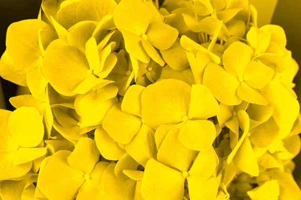 Yellow Hydrangea Flower Close Trends Color 2021 High Quality Photo — Stock Photo, Image