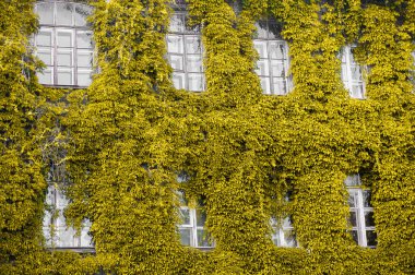 Gri camlarda sarı yapraklar. Moda renkleri 2021 sunumu. Yüksek kalite fotoğraf