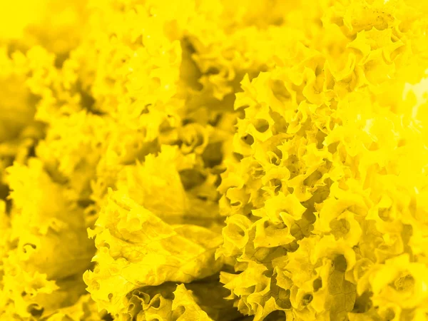 Yellow salad close-up. presentation of fashion colors 2021. High quality photo