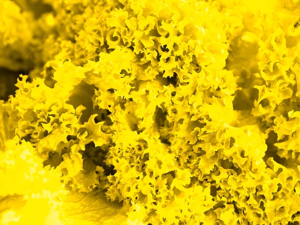 Yellow salad close-up. presentation of fashion colors 2021. High quality photo