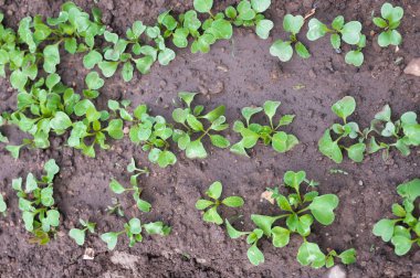 Genç turp filizleri, üst manzara. Yüksek kalite fotoğraf