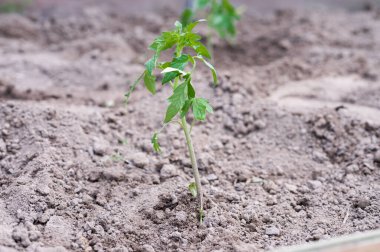 Genç domates çalıları güneşte. Yüksek kalite fotoğraf