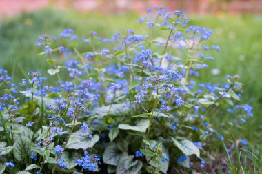 Unutulmayan çiçeklerin açtığı çalı, mavi. Yüksek kalite fotoğraf