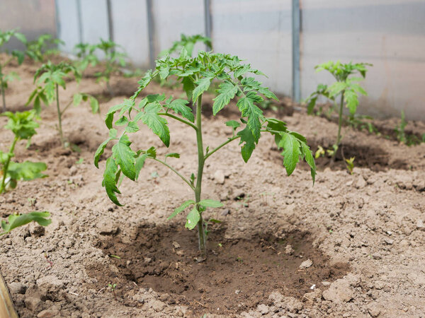 young tomato bushes in the sun. High quality photo