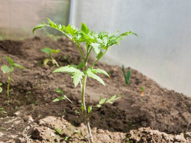 Genç domates çalıları güneşte. Yüksek kalite fotoğraf