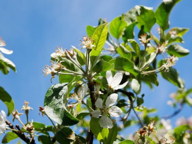 Genç elma çiçeklerinin açması. Yüksek kalite fotoğraf