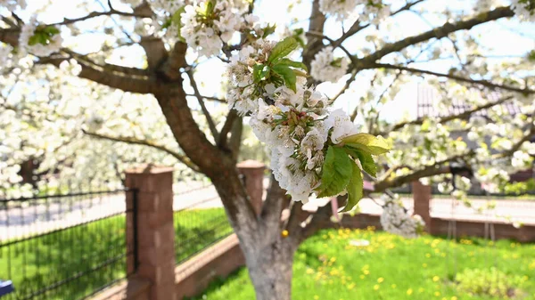 Blooming Tree Spring Sunny Weather — Stock Photo, Image