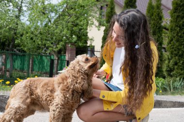 Cocker Spaniel Sokakta bir kızla yürüyor.