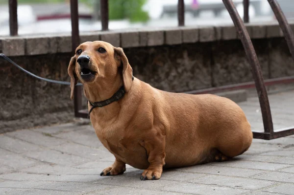 Velho Dachshund Esperando Proprietário Imagens De Bancos De Imagens Sem Royalties