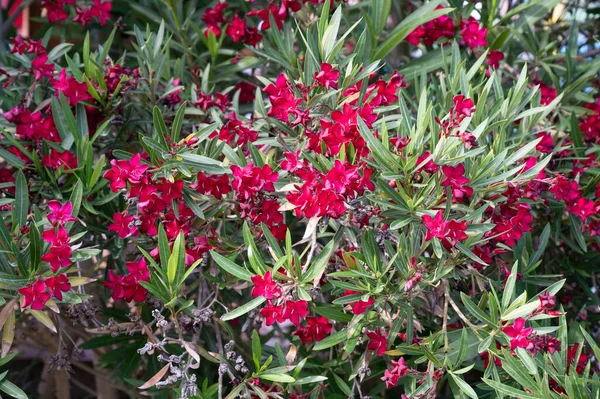 Kırmızı Çiçeklerin Yeşil Çalısı — Stok fotoğraf