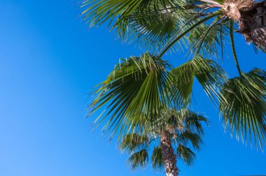 Mavi gökyüzünün arka planındaki palmiye ağacında bir yazıt yeri var. 