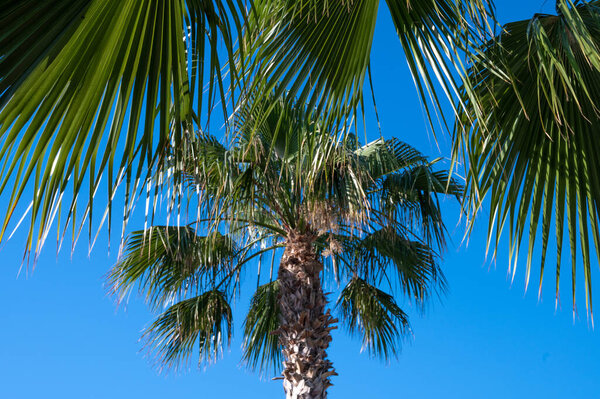 Palm leaves against blue sky 