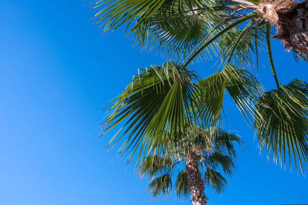 Palm tree on a background of blue sky with a place for an inscription 