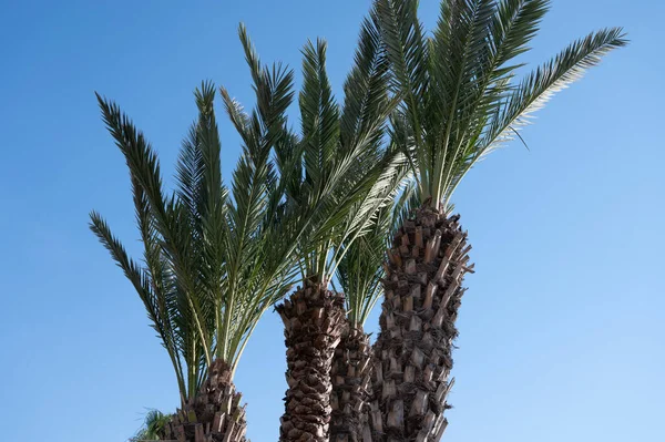 Palmbomen Franse Rivièra Middellandse Zee Hoge Kwaliteit Foto — Stockfoto