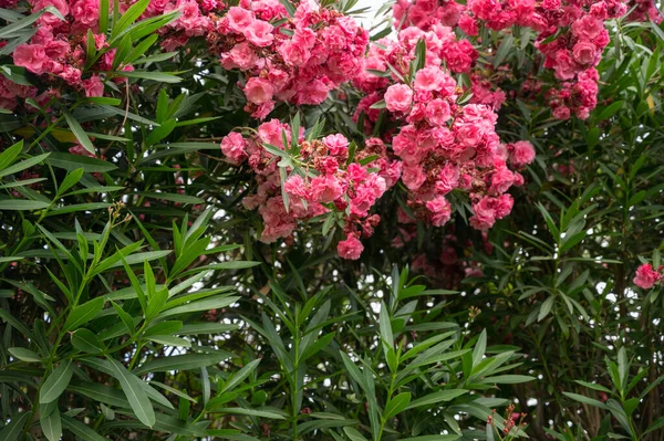 Цветы Ложной Спиреи Astilbe Arendsii Высокое Качество Фото — стоковое фото