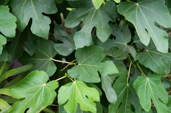 Blätter Von Spathiphyllum Cannifolium Abstrakte Grüne Textur Naturhintergrund Tropisches Blatt — Stockfoto