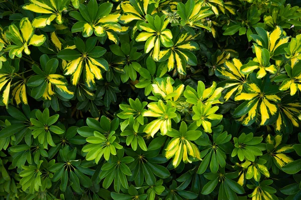 Hojas Verdes Soleadas Flores Amarillas Fondo Vista Superior Copiar Espacio — Foto de Stock