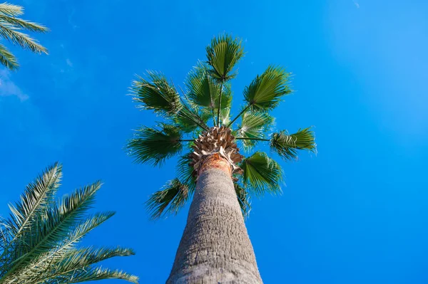 青い空の下でヤシの木の上に白い雲が浮かんでいる 高品質の写真 — ストック写真