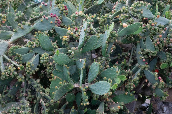 Fleur Cactus Sur Feuille Cactus Photo Haute Qualité — Photo