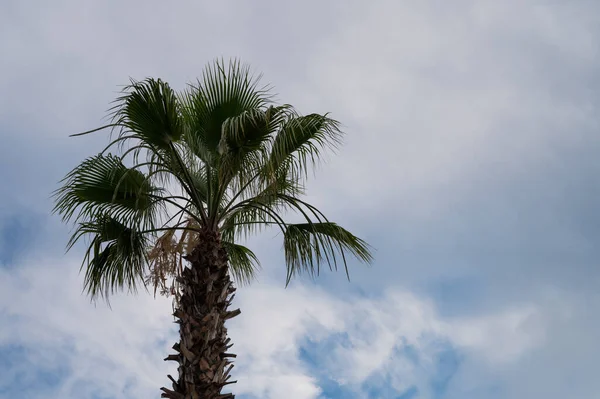 Coconut palm trees with storm gray sky background. Storm wind blowing coconut trees in tropical island. High quality photo