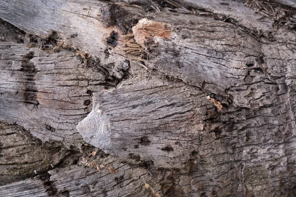 Thick Bark Surface Tree Shows Cracked Skin High Quality Photo — Stock Photo, Image