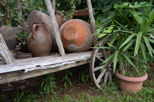 Einige Pflanzen Als Dekoration Garten Hochwertiges Foto — Stockfoto