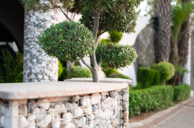 Bahçedeki güzel bonsai ağaçları. Yüksek kalite fotoğraf