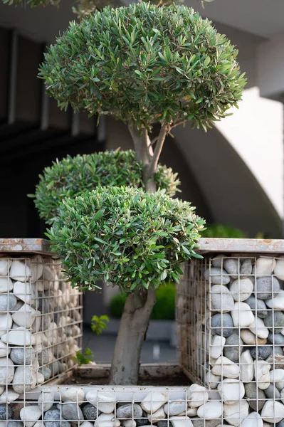 Yeşil ağaçlar, tuğlalar ve taş döşemeler. Yüksek kalite fotoğraf