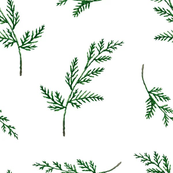 Modèle Sans Couture Avec Des Branches Thuja Aquarelle Illustration Dessinée — Photo