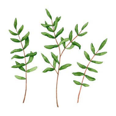 Set of watercolor pistache branches. Hand drawn illustration is isolated on white. Green leaves is perfect for floral design, logo, label, interior poster, fabric textile
