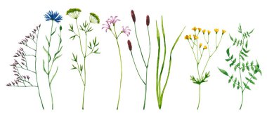 Suluboya kır çiçekleri. El çizimleri beyazın üzerinde izole edilmiş. Renkli çiçekler doğal tasarım, tebrik kartı, düğün davetiyesi, çiçek posteri, kumaş tekstil için mükemmeldir.