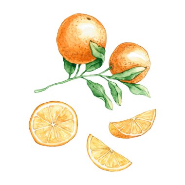 Bir dizi suluboya portakal dalı ve dilimler. El çizimi beyaza izole edilmiş. Taze meyveler doğal tasarım, etiket, simge, iç poster, kumaş tekstil, yapıştırma kitabı için mükemmeldir.