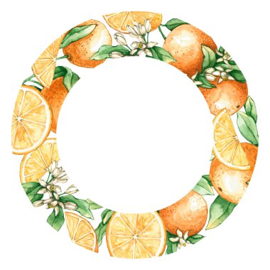 Yuvarlak çerçeveli, suluboya portakal dallı ve dilimli. El çizimi beyaza izole edilmiş. Taze meyveler doğal tasarım, etiket, simge, iç poster, hatıra defteri için mükemmeldir.