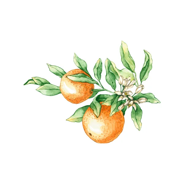 Aquarell Orange Zweige Mit Blüten Handgezeichnete Illustrationen Sind Isoliert Auf — Stockfoto