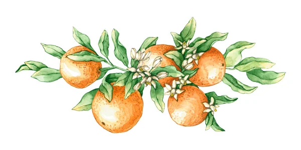 Aquarell Orange Mit Blüten Handgezeichnete Illustrationen Sind Isoliert Auf Weiß — Stockfoto
