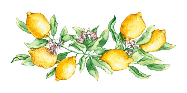 Aquarell Zitronenzweig Mit Blüten Handgezeichnete Illustrationen Sind Isoliert Auf Weiß — Stockfoto