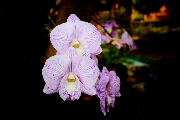 Lila orkidé med mörk bakgrund — Stockfoto