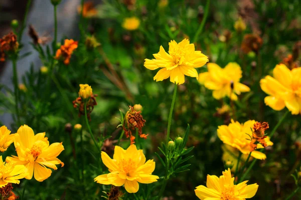 Yellow corolla in garden. — Stock Photo, Image