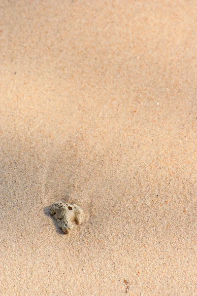 Facção do coral sobre a areia — Fotografia de Stock